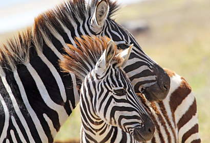 Fototapeta Zebra a mládě 1563